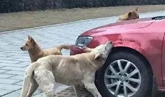 爆料二驴出车祸了吗最新消息,事故详情及现状披露”