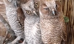 平安大爷最新爆料猫头鹰,猫头鹰生成背后的神秘力量