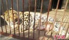 江苏动物园爆料案件最新,惊现动物虐待黑幕，真相令人震惊！