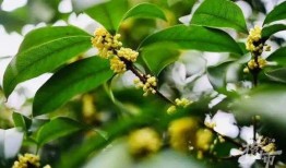 折枝桂最新爆料,娱乐圈幕后风云再起